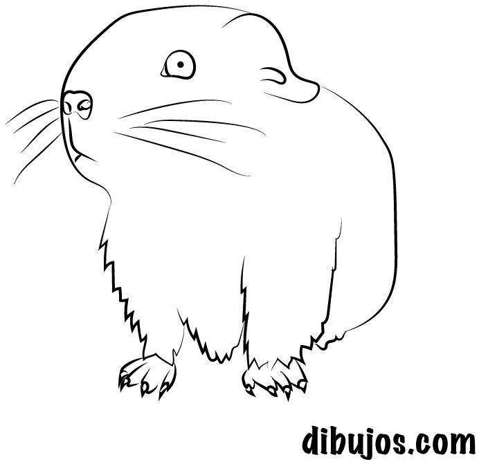 dibujos.com - Cuy